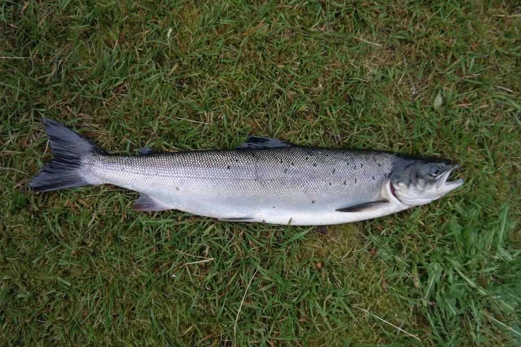 Holmset Camping And Fishing Namdalseid Exterior foto